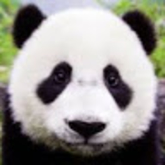 Meet your Posher, Panda - Picture 1 of 1